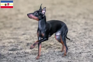 Read more about the article Angol Toy Terrier tenyésztők és kiskutyák Mecklenburg-Vorpommern területén