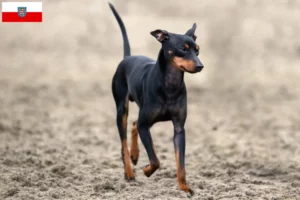Read more about the article Angol Toy Terrier tenyésztők és kölykök Türingiában