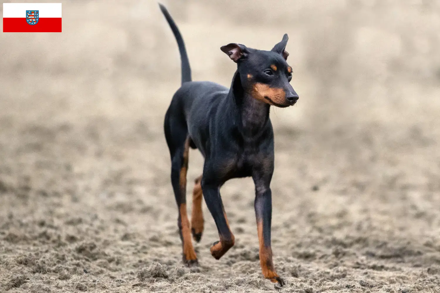 Read more about the article Angol Toy Terrier tenyésztők és kölykök Türingiában