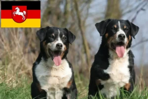 Read more about the article Appenzell hegyikutya tenyésztő és kölykök Alsó-Szászországban