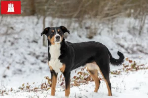 Read more about the article Appenzell hegyikutya tenyésztő és kölykök Hamburgban