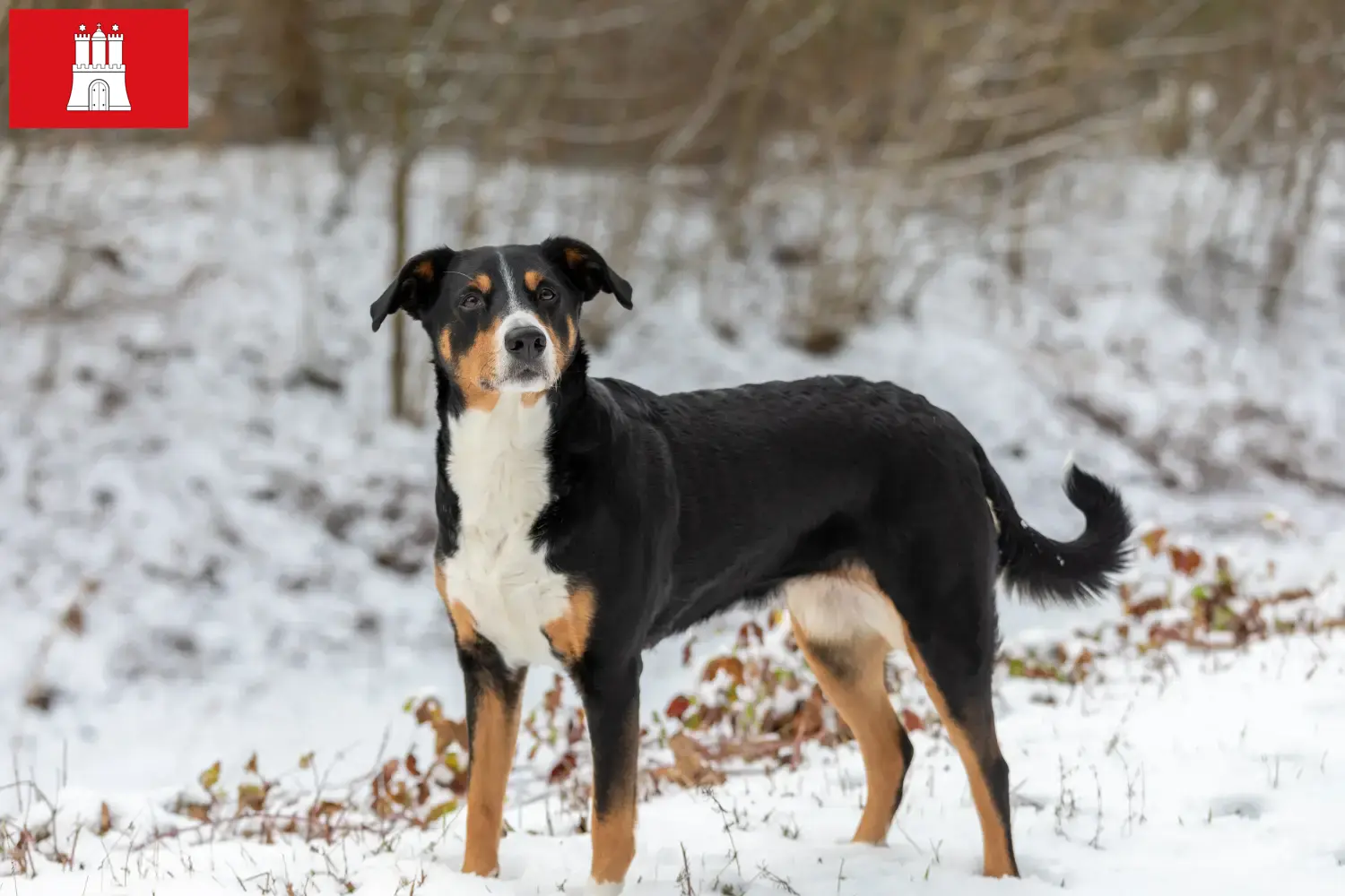 Read more about the article Appenzell hegyikutya tenyésztő és kölykök Hamburgban
