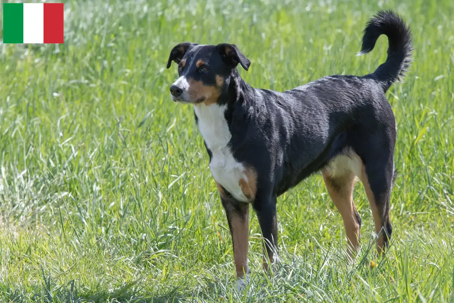 Appenzell hegyikutya kölykök és tenyésztő Olaszország Itt talál Appenzell hegyikutya tenyésztőket Olaszországban.