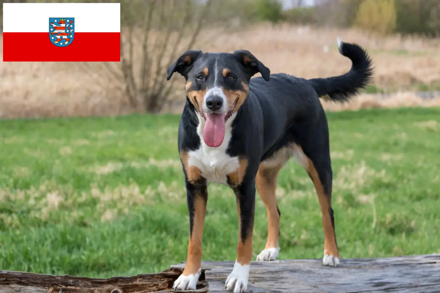 Appenzell hegyikutya kölykök és tenyésztő Türingia Találd meg az Appenzell hegyikutya tenyésztőket Türingia területén.