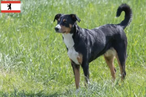 Read more about the article Appenzell hegyikutya tenyésztő és kölykök Berlinben
