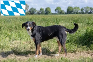 Read more about the article Appenzell hegyikutya tenyésztő és kölykök Bajorországban