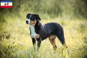 Read more about the article Appenzell hegyikutya tenyésztő és kölykök Mecklenburg-Vorpommernben