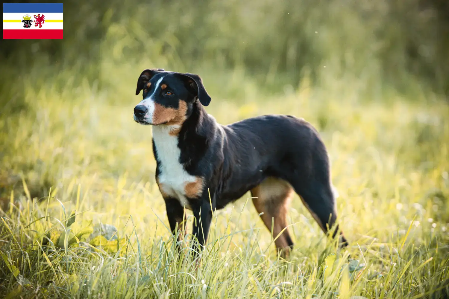 Read more about the article Appenzell hegyikutya tenyésztő és kölykök Mecklenburg-Vorpommernben