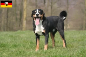 Read more about the article Appenzell hegyikutya tenyésztő és kölykök Saar-vidéken