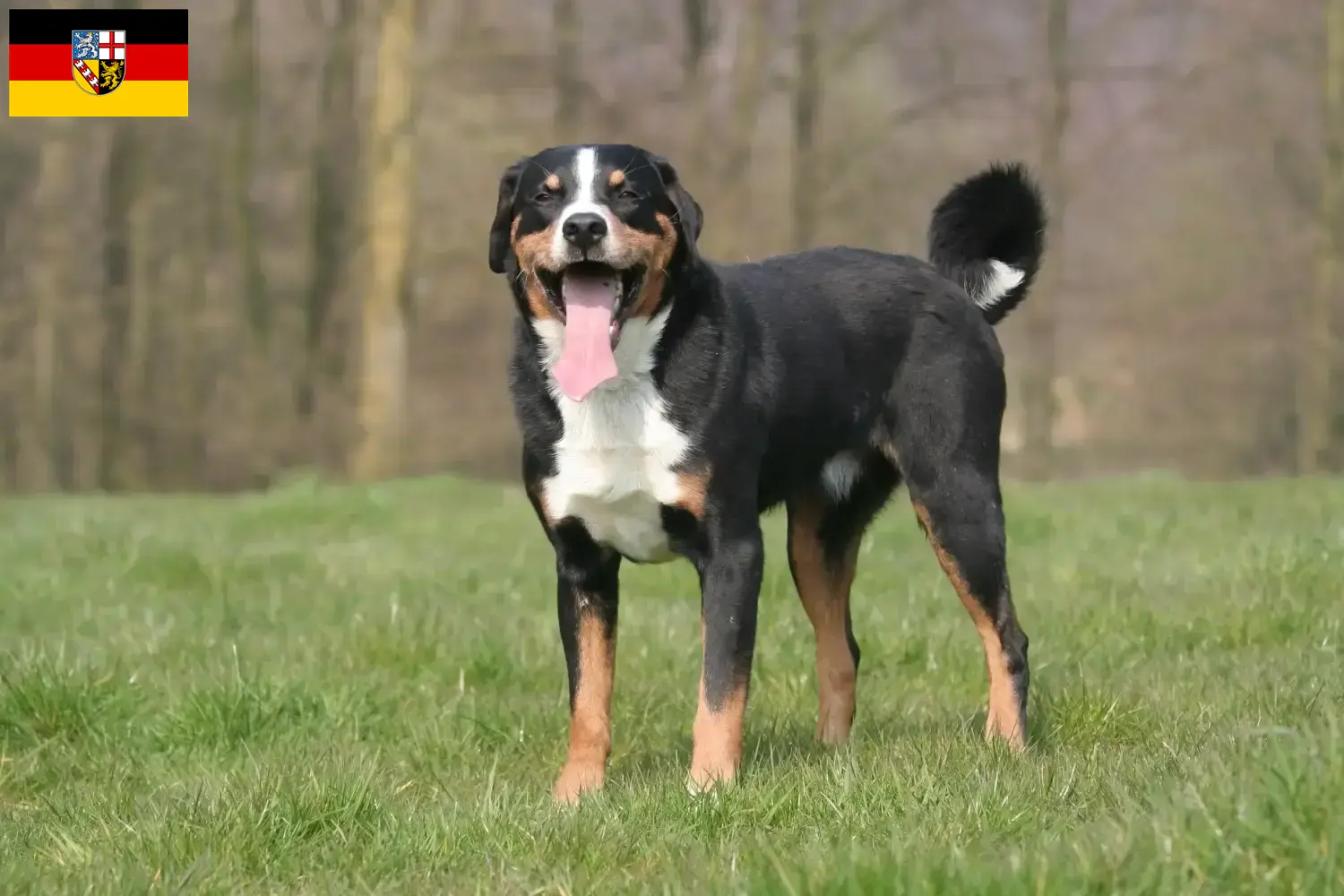 Read more about the article Appenzell hegyikutya tenyésztő és kölykök Saar-vidéken
