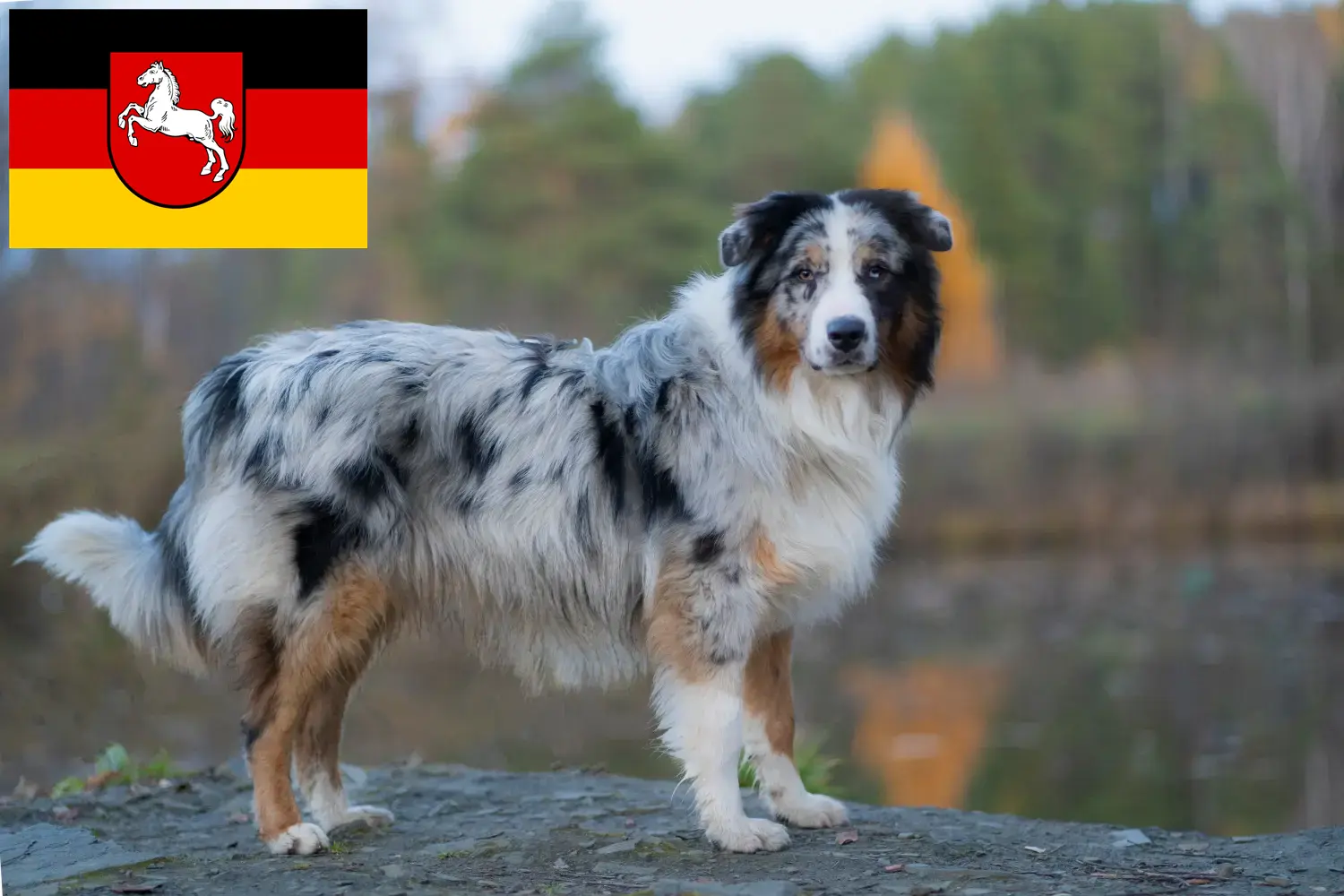 Read more about the article Ausztrál juhászkutya tenyésztők és kölykök Alsó-Szászországban
