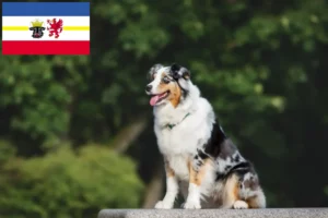 Read more about the article Ausztrál juhászkutya tenyésztők és kölykök Mecklenburg-Elő-Pomeránia tartományban