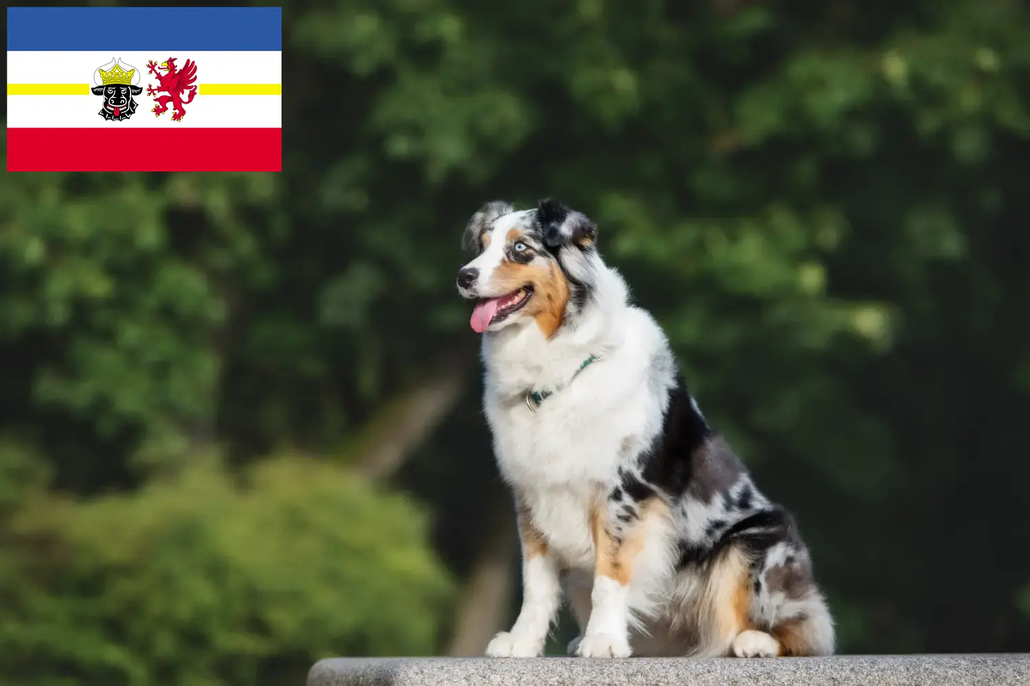 Read more about the article Ausztrál juhászkutya tenyésztők és kölykök Mecklenburg-Elő-Pomeránia tartományban
