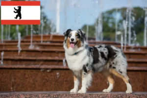 Read more about the article Ausztrál juhászkutya tenyésztők és kölykök Berlinben