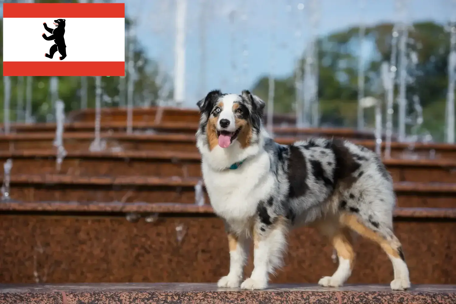 Read more about the article Ausztrál juhászkutya tenyésztők és kölykök Berlinben