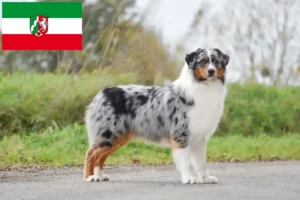 Read more about the article Ausztrál juhászkutya tenyésztők és kölykök Észak-Rajna-Vesztfália területén