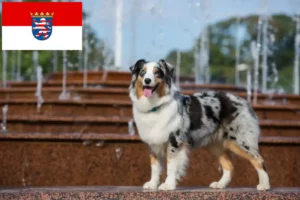 Read more about the article Ausztrál juhászkutya tenyésztők és kölykök Hessenben