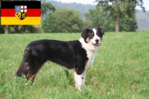 Read more about the article Ausztrál juhászkutya tenyésztők és kölykök Saarlandban