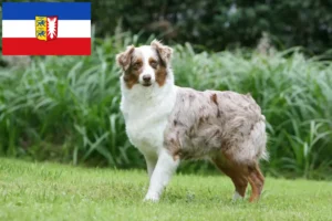 Read more about the article Ausztrál juhászkutya tenyésztők és kölykök Schleswig-Holstein tartományban