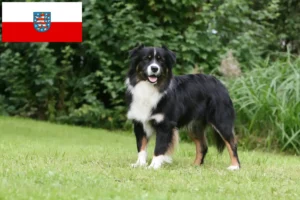 Read more about the article Ausztrál juhászkutya tenyésztők és kölykök Türingiában