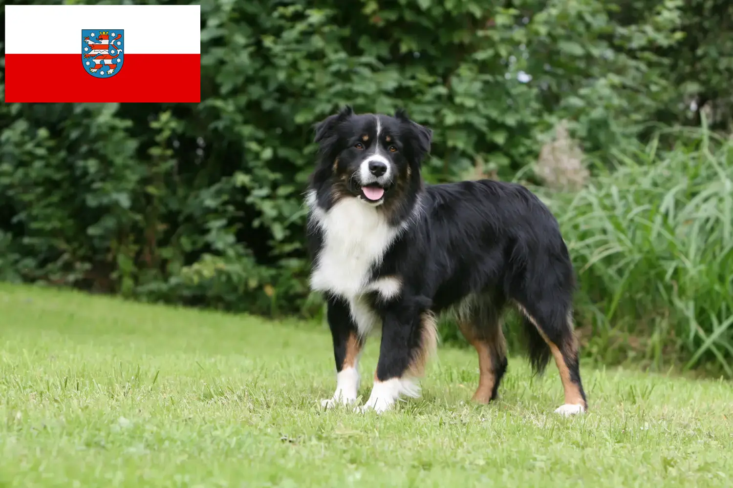 Ausztrál juhászkutya kölykök és tenyésztők Thüringia Itt talál ausztrál juhászkutya tenyésztőket Türingiában.