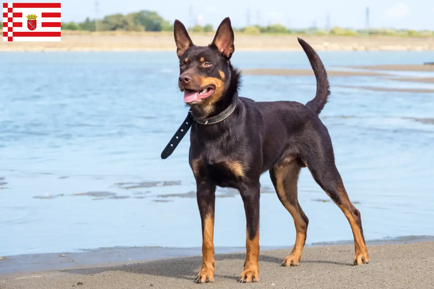 Ausztrál Kelpie kölykök és tenyésztők Bremen Itt találsz ausztrál Kelpies tenyésztőket Brémában.