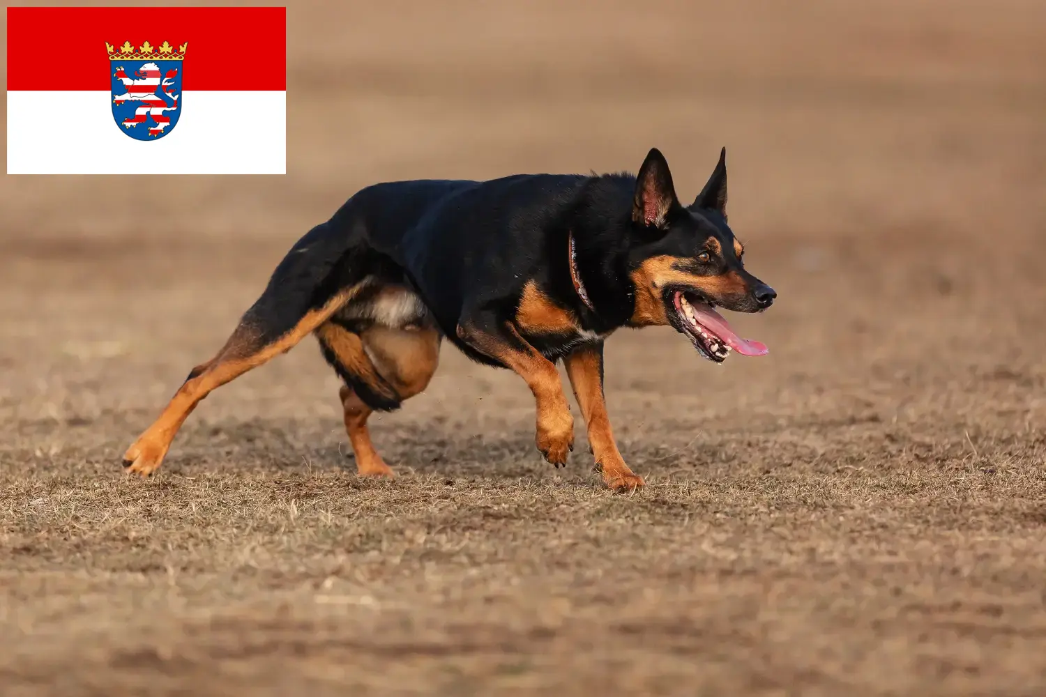 Read more about the article Ausztrál kelpie tenyésztők és kölykök Hessenben