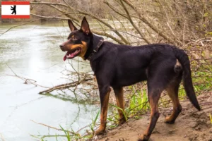 Read more about the article Ausztrál Kelpie tenyésztő és kölykök Berlinben