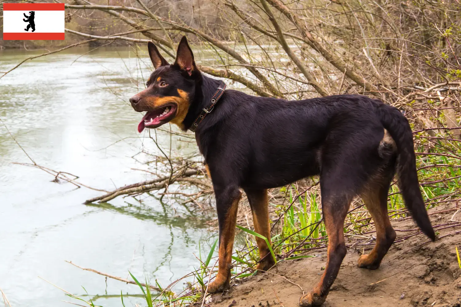 Ausztrál kelpie kölykök és tenyésztők Berlin Itt találhatsz ausztrál kelpie tenyésztőket Berlinben.
