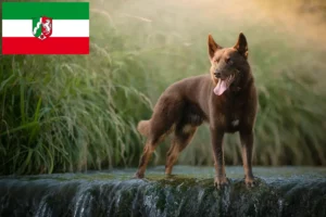 Read more about the article Ausztrál Kelpie tenyésztők és kölykök Észak-Rajna-Vesztfália-ban