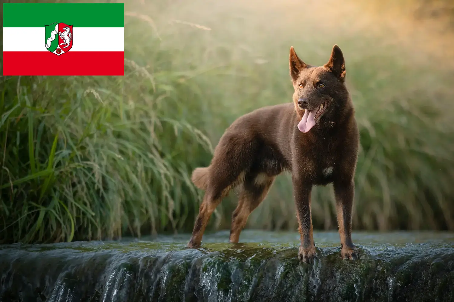 Read more about the article Ausztrál Kelpie tenyésztők és kölykök Észak-Rajna-Vesztfália-ban
