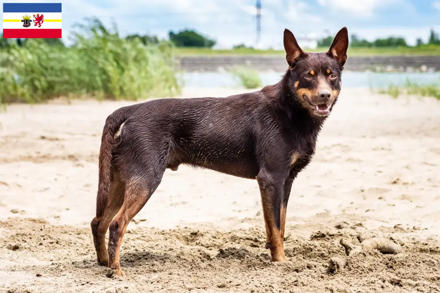 Read more about the article Ausztrál kelpie tenyésztők és kölykök Mecklenburg-Vorpommern tartományban