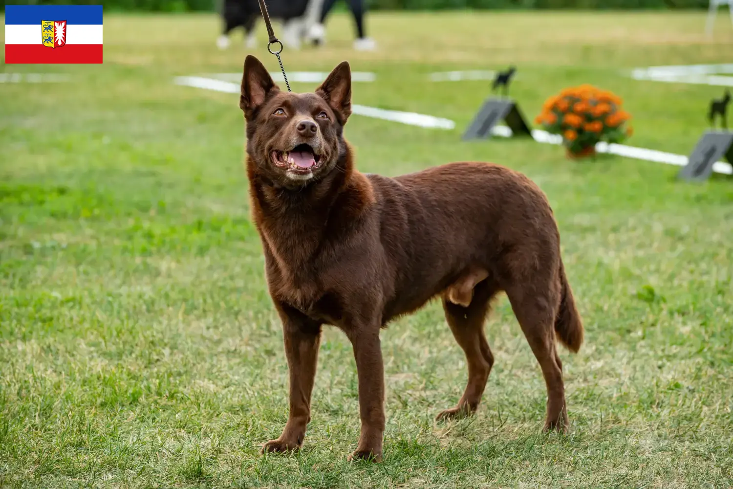 Read more about the article Ausztrál kelpie tenyésztők és kölykök Schleswig-Holstein tartományban