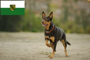 Read more about the article Ausztrál kelpie tenyésztők és kölykök Szászországban