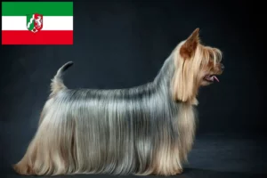 Read more about the article Ausztrál szilkiterrier tenyésztők és kiskutyák Észak-Rajna-Vesztfália területén