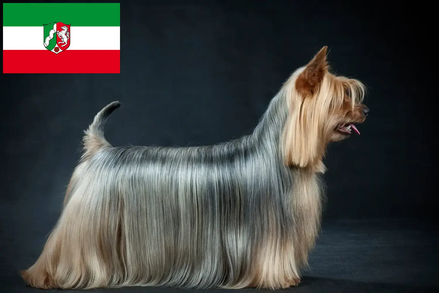 Read more about the article Ausztrál szilkiterrier tenyésztők és kiskutyák Észak-Rajna-Vesztfália területén