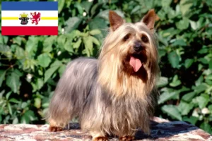 Read more about the article Ausztrál szilkiterrier tenyésztők és kiskutyák Mecklenburg-Elő-Pomeránia területén