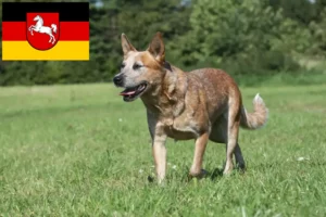 Read more about the article Ausztrál szarvasmarha kutya tenyésztők és kölykök Alsó-Szászországban