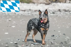 Read more about the article Ausztrál szarvasmarha kutya tenyésztők és kölykök Bajorországban