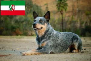 Read more about the article Ausztrál szarvasmarha kutyatenyésztők és kölykök Észak-Rajna-Vesztfália területén