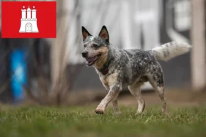 Read more about the article Ausztrál szarvasmarha kutya tenyésztők és kölykök Hamburgban