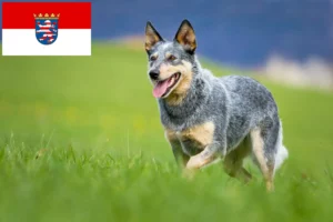 Read more about the article Ausztrál szarvasmarha kutya tenyésztők és kölykök Hessen területén