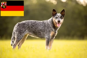Read more about the article Ausztrál szarvasmarha kutya tenyésztők és kölykök Rajna-vidék-Pfalzban