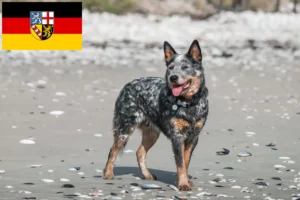 Read more about the article Ausztrál szarvasmarha kutya tenyésztők és kölykök Saarlandban