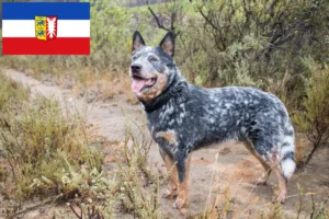 Read more about the article Ausztrál szarvasmarha kutya tenyésztők és kölykök Schleswig-Holstein-ban