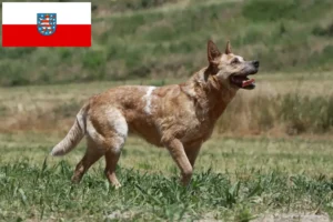 Read more about the article Ausztrál szarvasmarha kutya tenyésztők és kölykök Türingiában