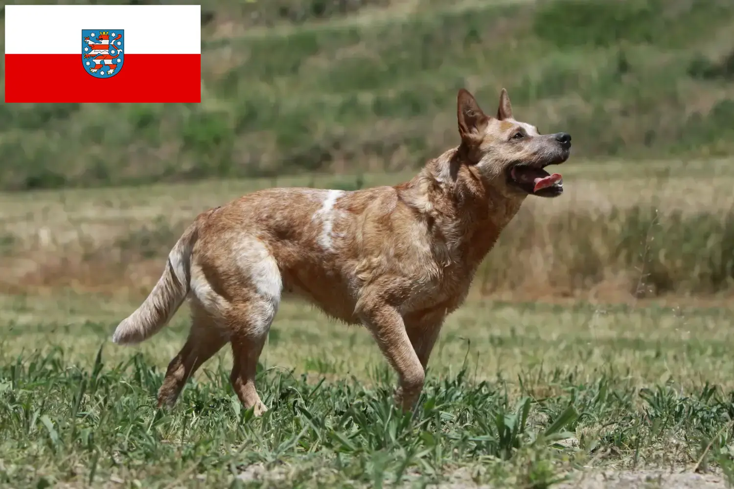 Read more about the article Ausztrál szarvasmarha kutya tenyésztők és kölykök Türingiában