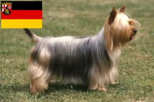 Read more about the article Ausztrál szilkiterrier tenyésztők és kölykök Rajna-vidék-Pfalzban