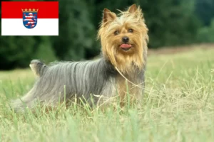 Read more about the article Ausztrál szilkiterrier tenyésztők és kölykök Hessenben
