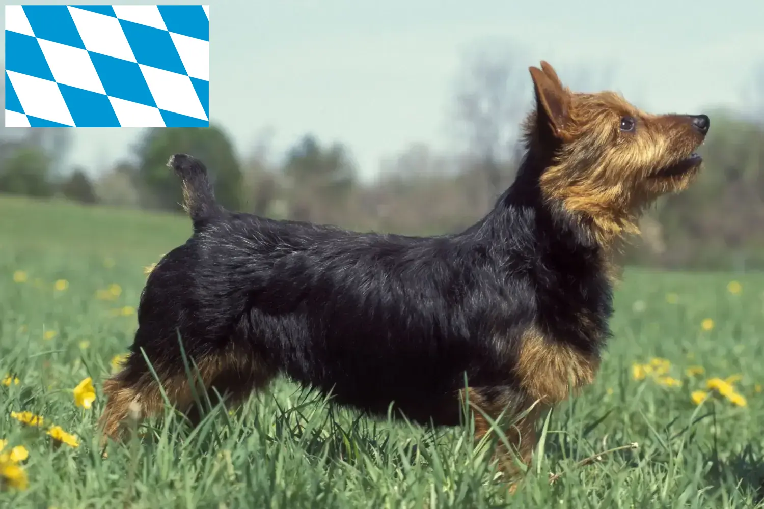Read more about the article Ausztrál terrier tenyésztők és kölykök Bajorországban